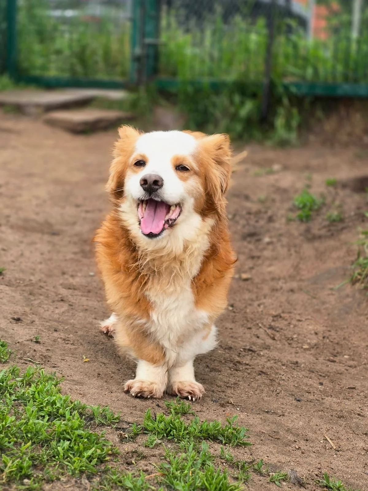 Bobis, male 6yo Mixed Breed for adoption at Būk mano draugas