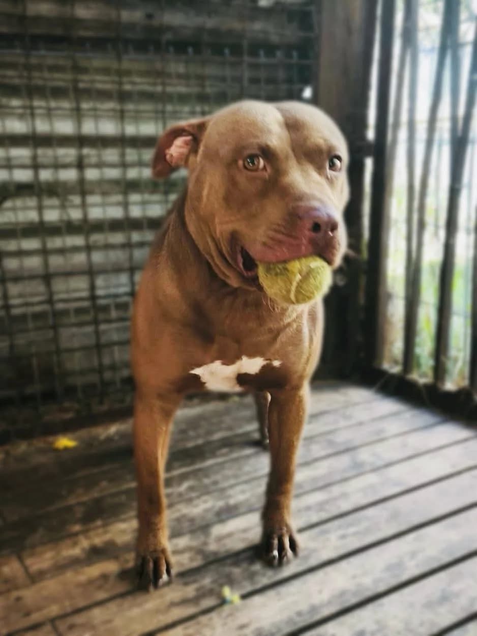 Boksas, male 3yo Mixed Breed for adoption at Būk mano draugas