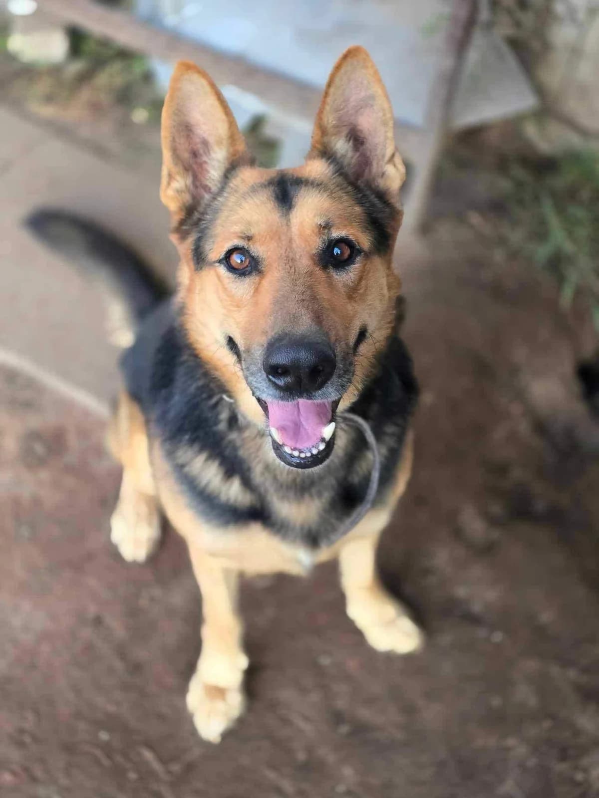 Bondas, male 5yo Mixed Breed for adoption at Būk mano draugas