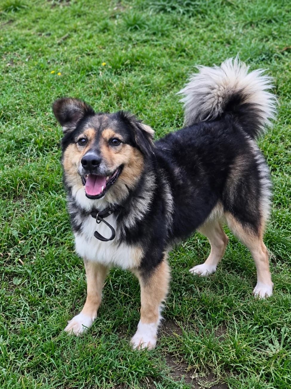 Čikago, male 4yo Mixed Breed for adoption at Būk mano draugas