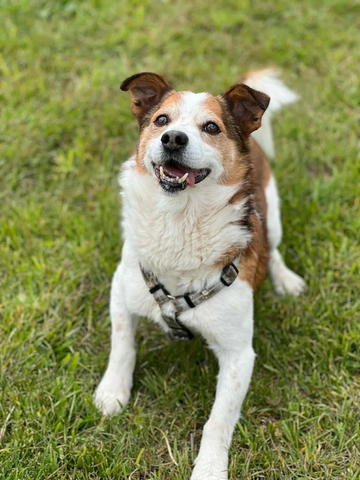 Džeriukas, male 7yo Mixed Breed for adoption at Būk mano draugas