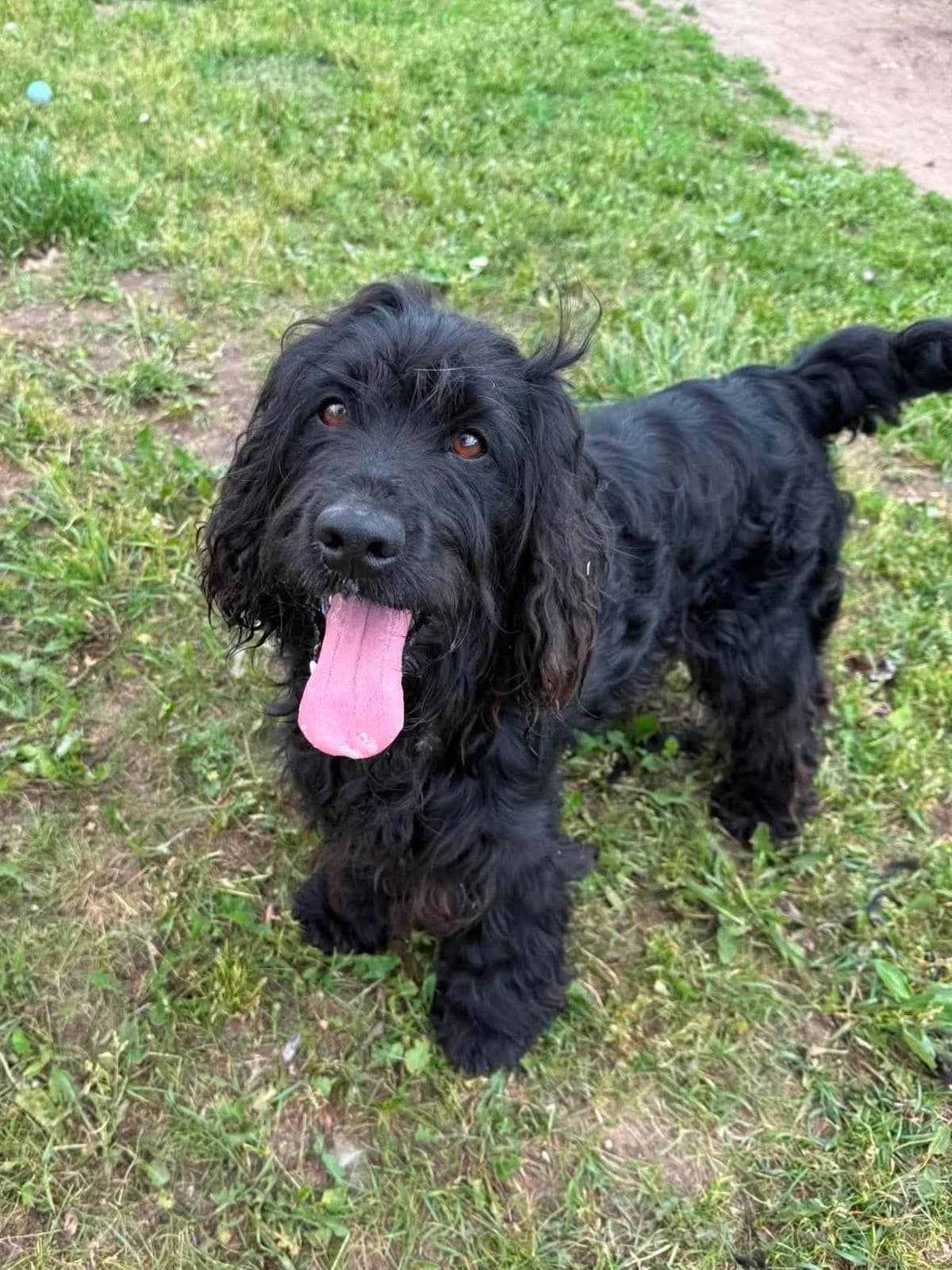 Ferensas, male 3yo Mixed Breed for adoption at Būk mano draugas