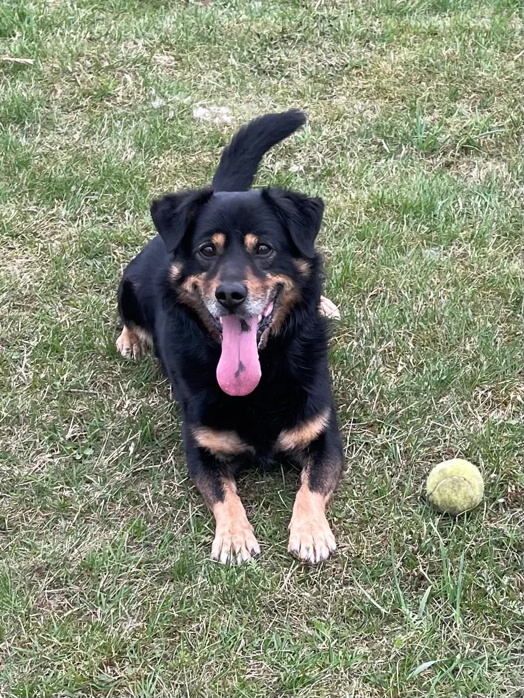 Forestas, male 7yo Mixed Breed for adoption at Būk mano draugas