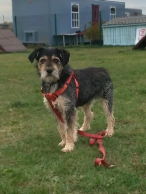 Furbis, male 7yo Mixed Breed for adoption at Būk mano draugas