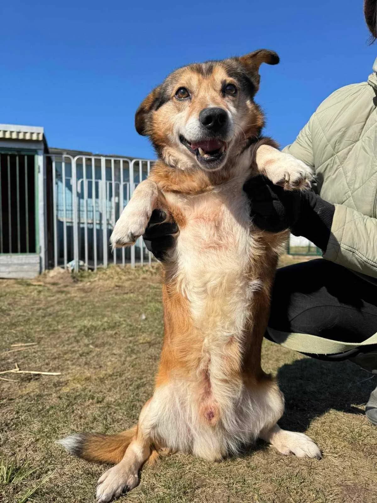Grifukas, male 7yo Mixed Breed for adoption at Būk mano draugas
