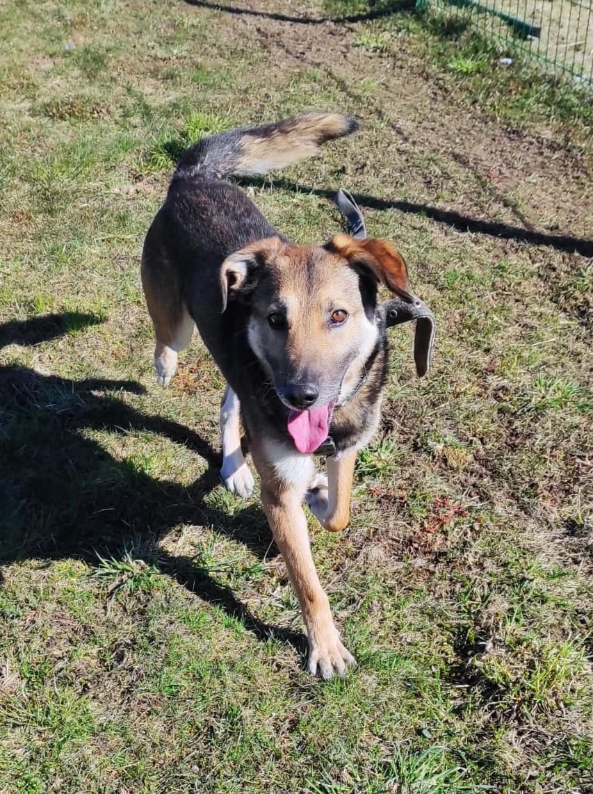 Henris, male Mixed Breed for adoption at Būk mano draugas