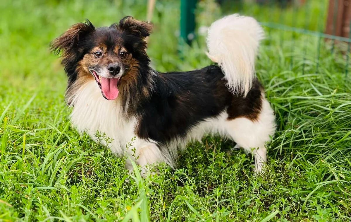 Kaktusiukas, male Mixed Breed for adoption at Būk mano draugas