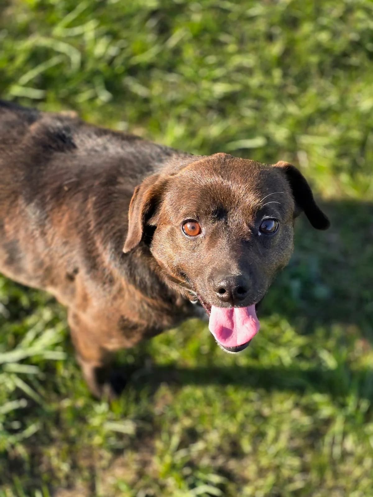 Kinderiukas, male 4yo Mixed Breed for adoption at Būk mano draugas