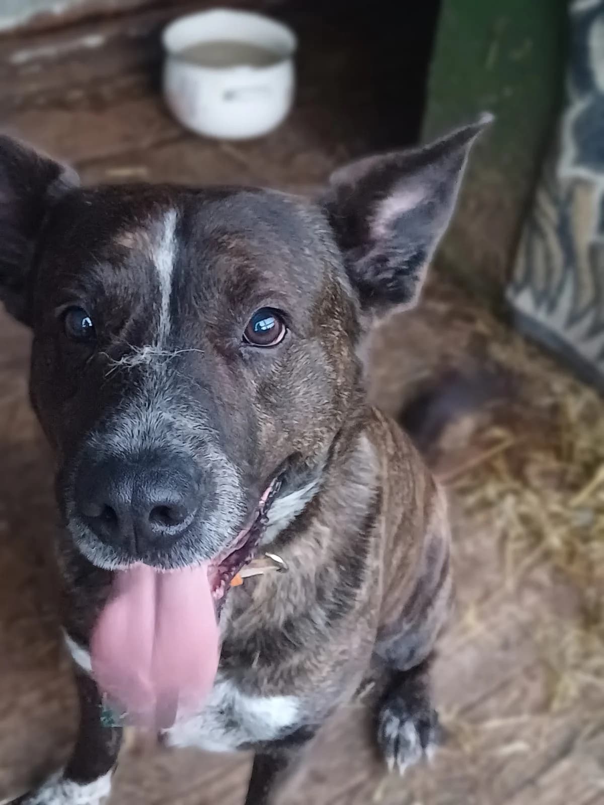 Kingas, male Mixed Breed for adoption at Būk mano draugas