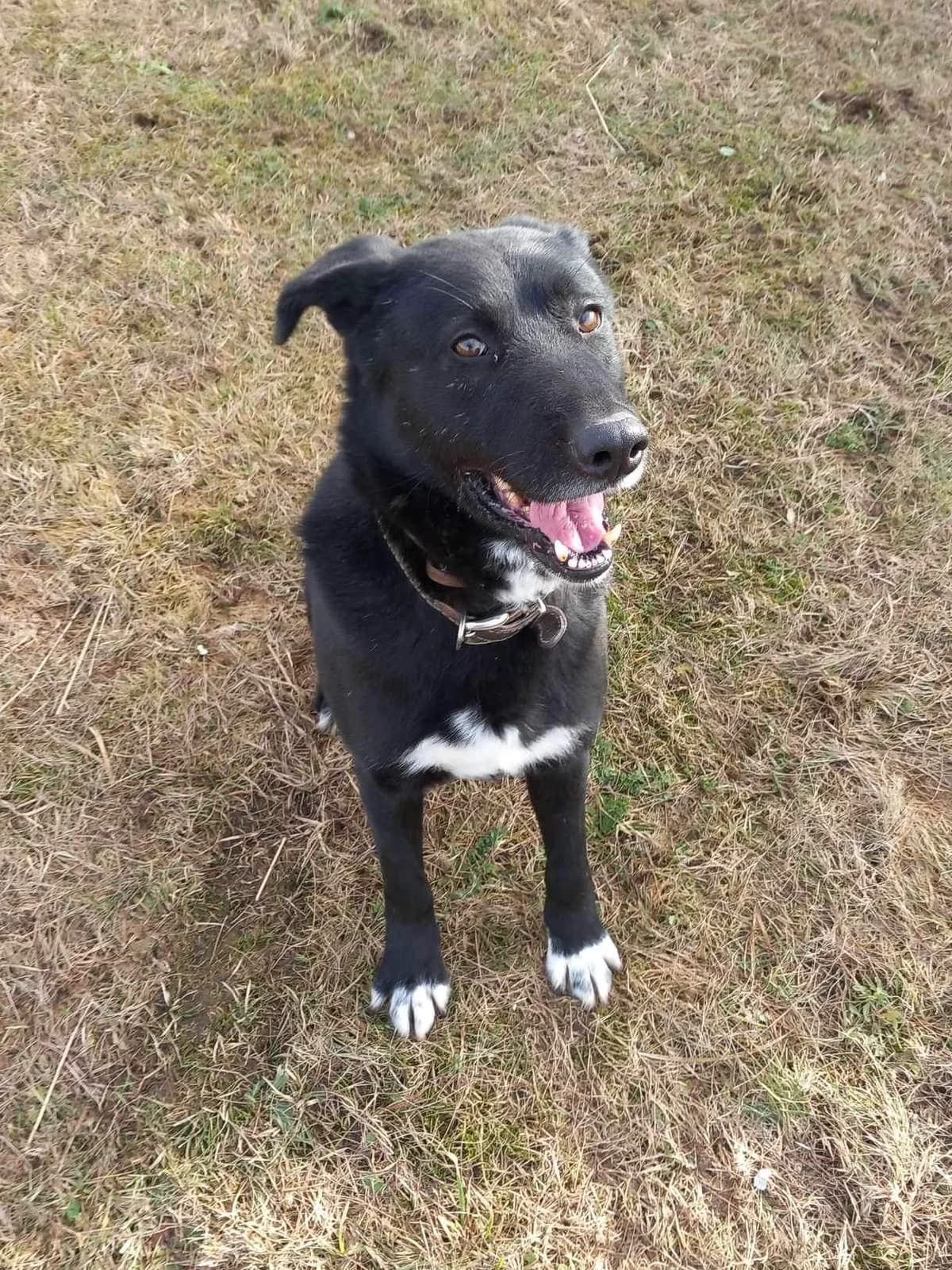 Kipšiukas, male 6yo Mixed Breed for adoption at Būk mano draugas