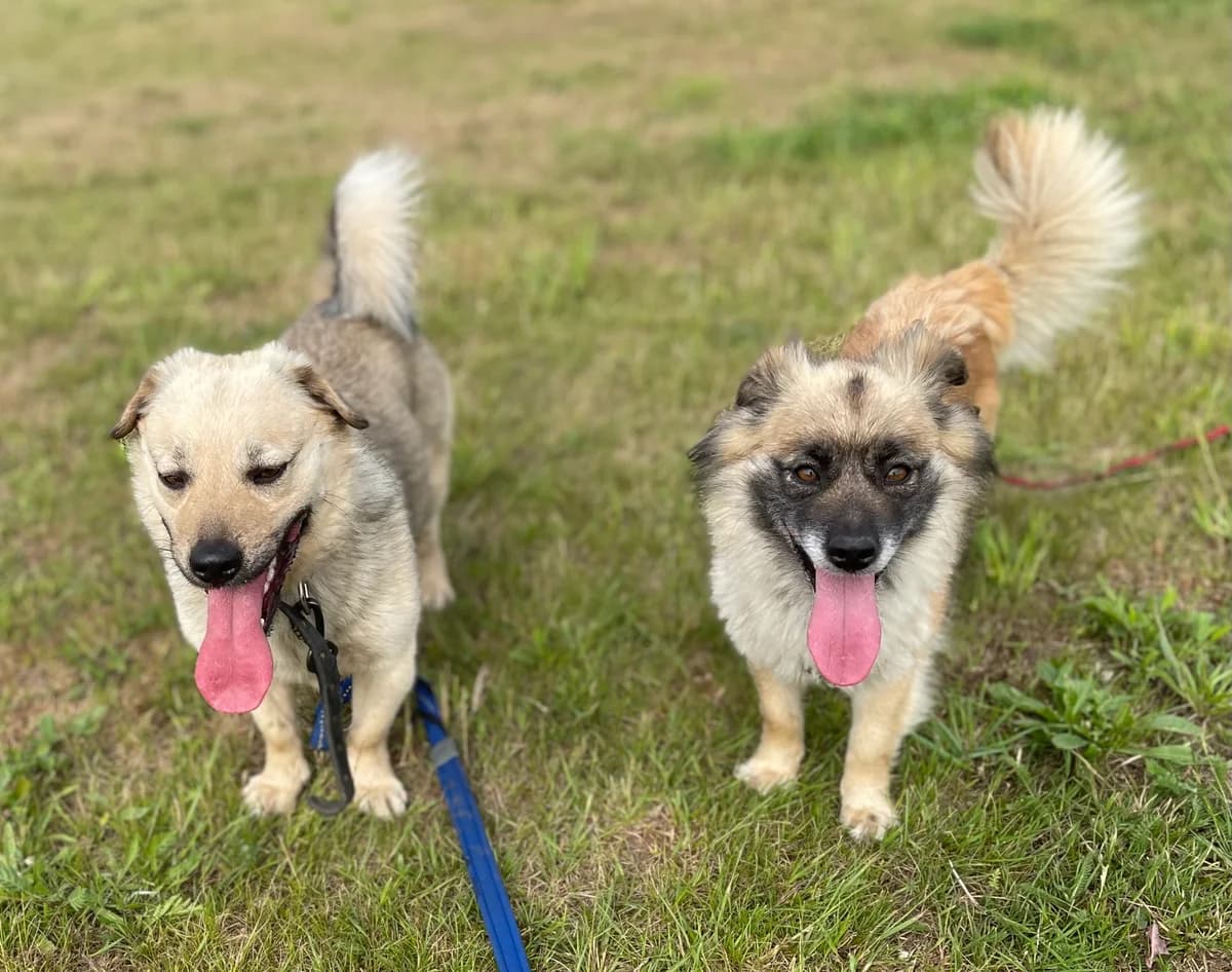 Koksas ir Leila, male 4yo Mixed Breed for adoption at Būk mano draugas