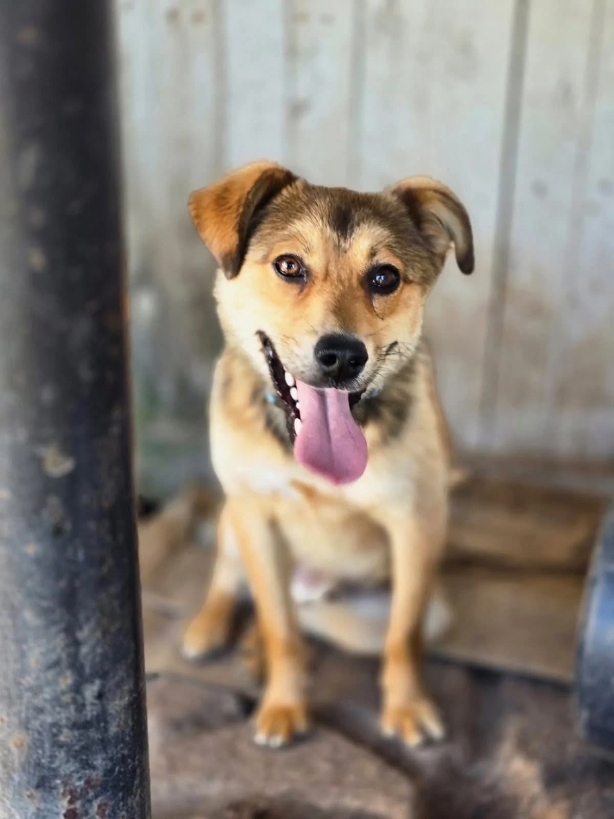 Lakis-Prezidenčiukas, male young Mixed Breed for adoption at Būk mano draugas