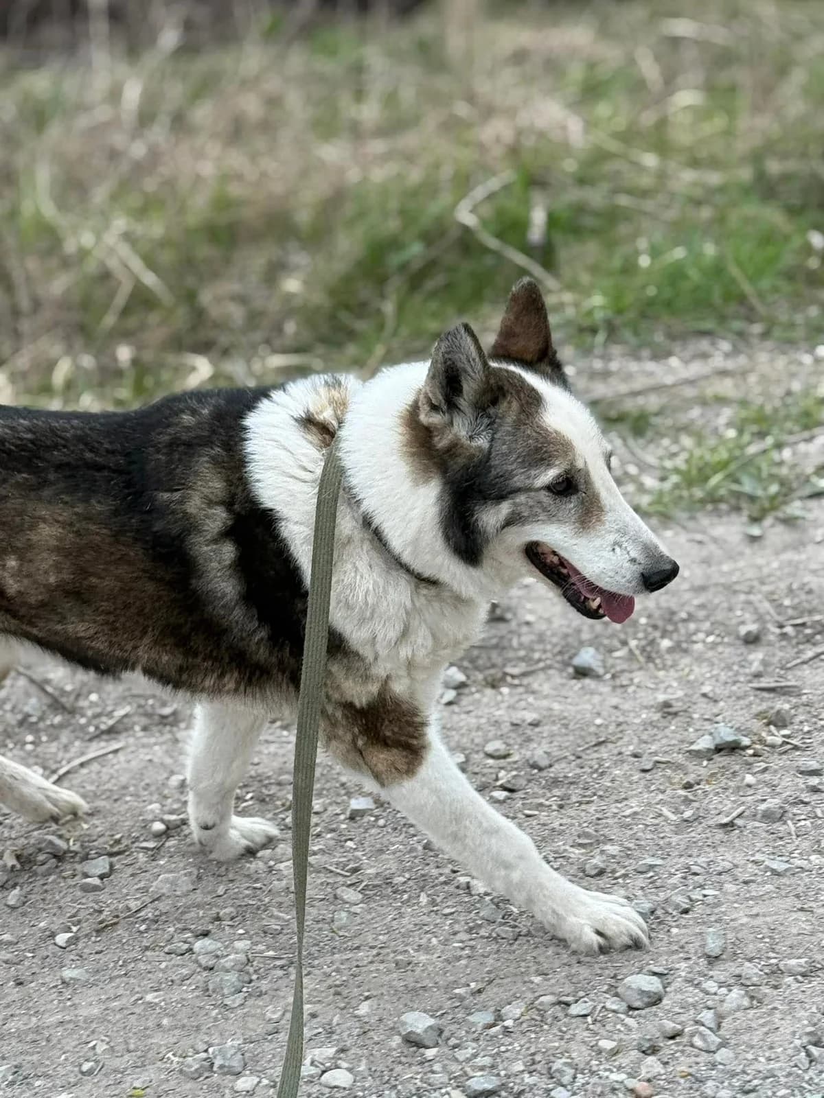 Liuksas, male 5yo Mixed Breed for adoption at Būk mano draugas