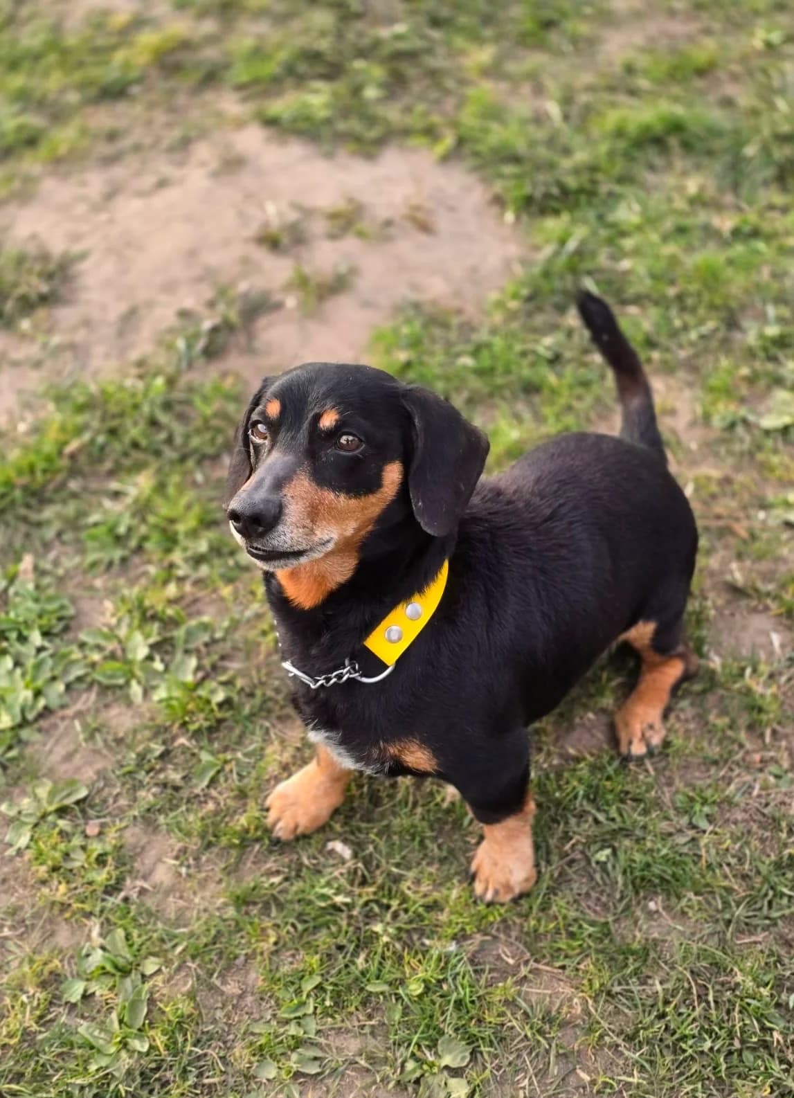 Mailo, male senior Mixed Breed for adoption at Būk mano draugas
