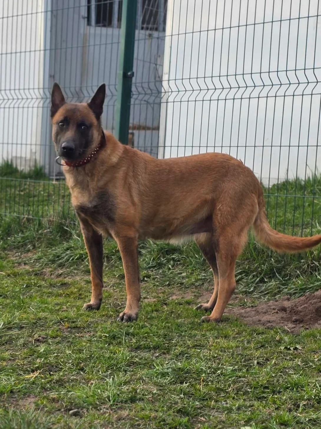 Malinka, male 6yo Mixed Breed for adoption at Būk mano draugas