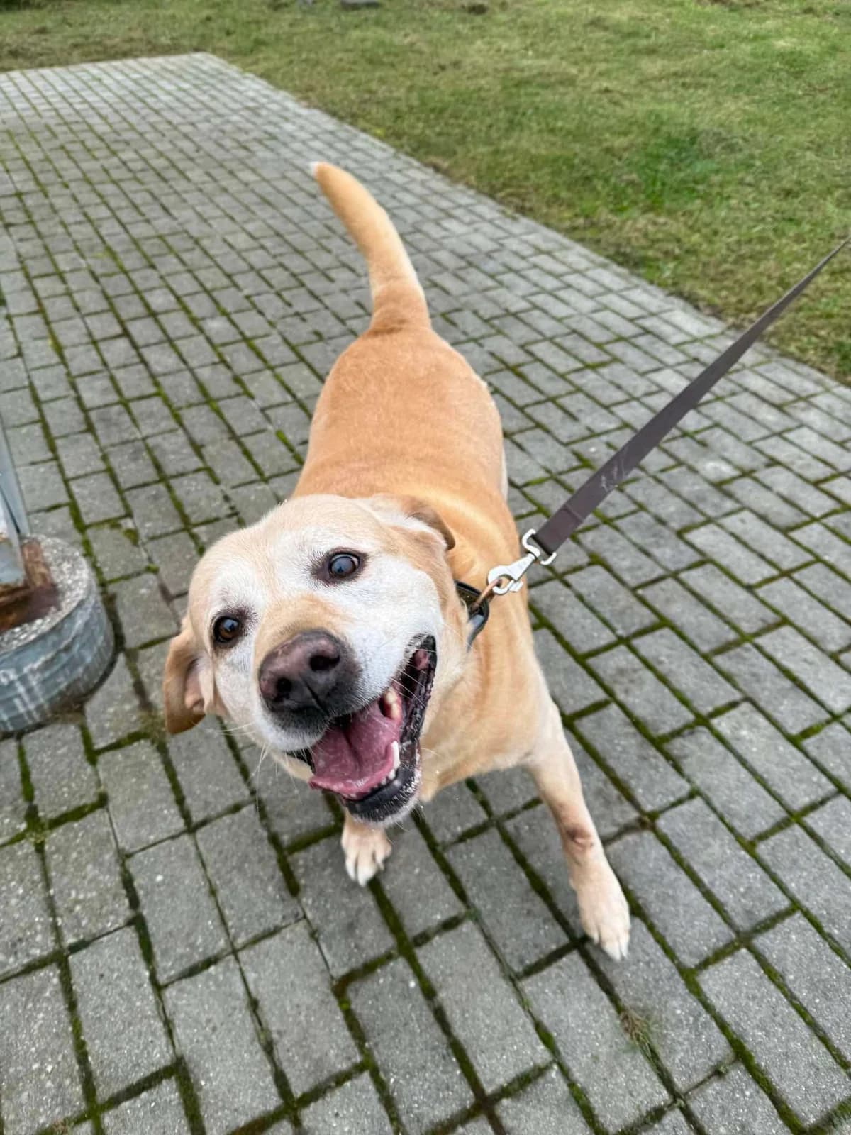 Marlis, male Mixed Breed for adoption at Būk mano draugas