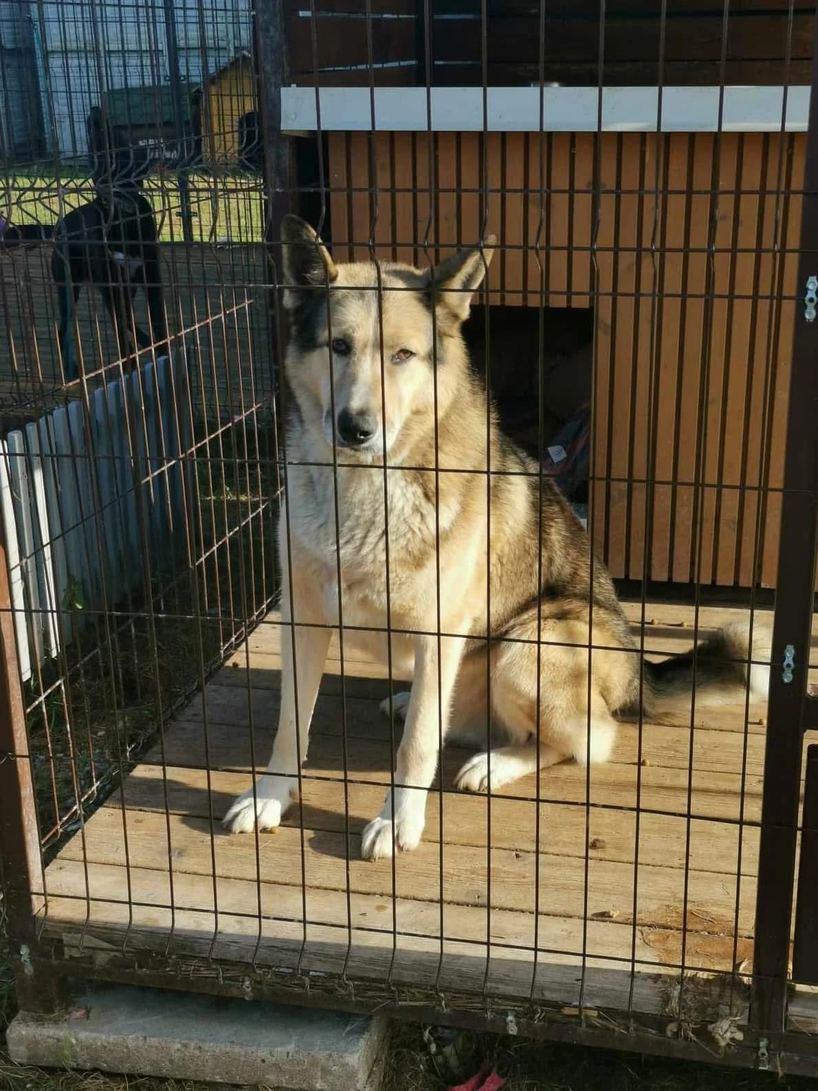 Medžiotojas, male Mixed Breed for adoption at Būk mano draugas
