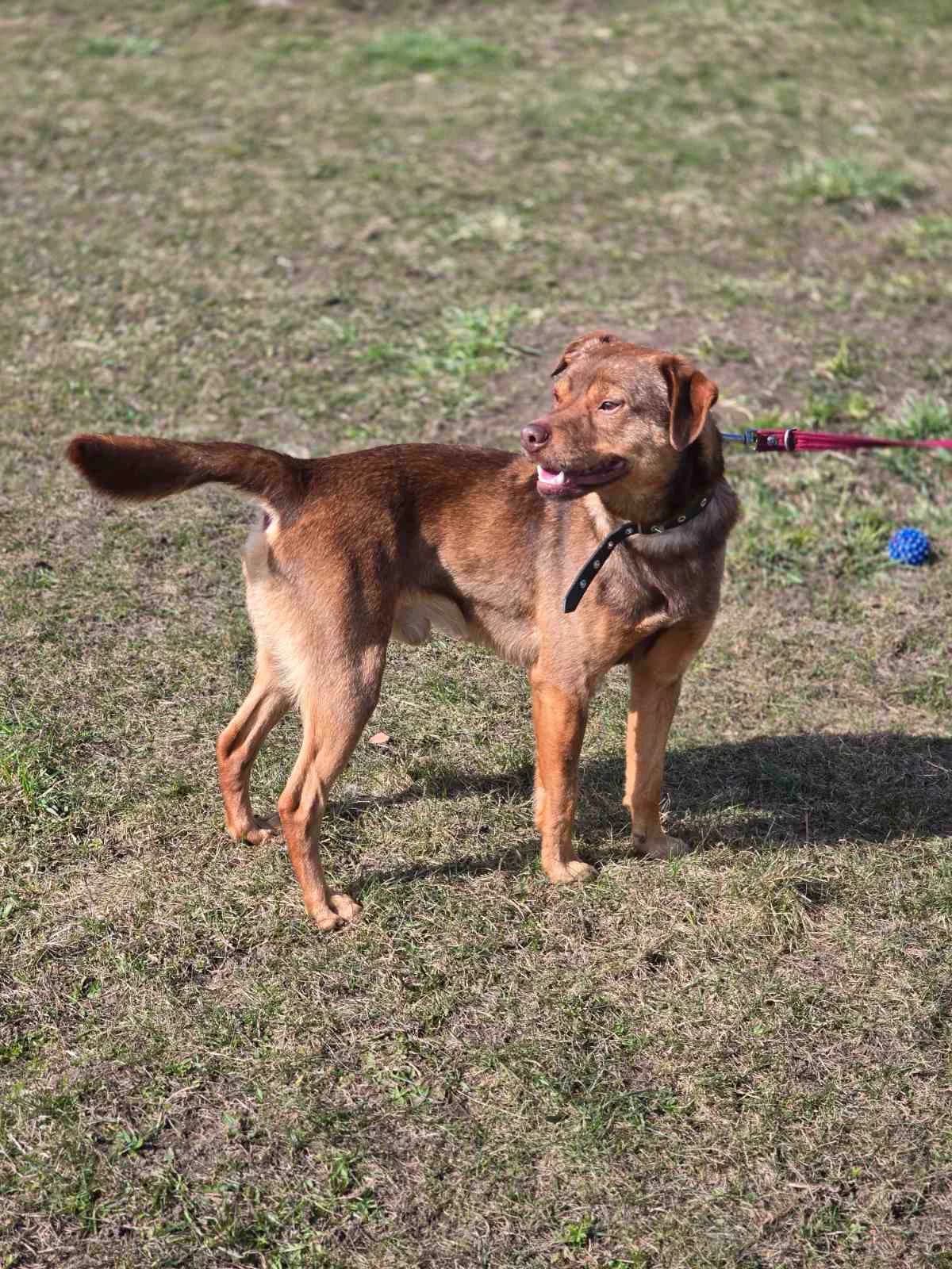 Metas, male 4yo Mixed Breed for adoption at Būk mano draugas