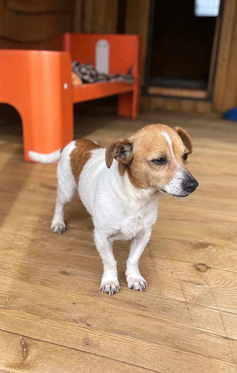 Mopsas, male senior Mixed Breed for adoption at Būk mano draugas