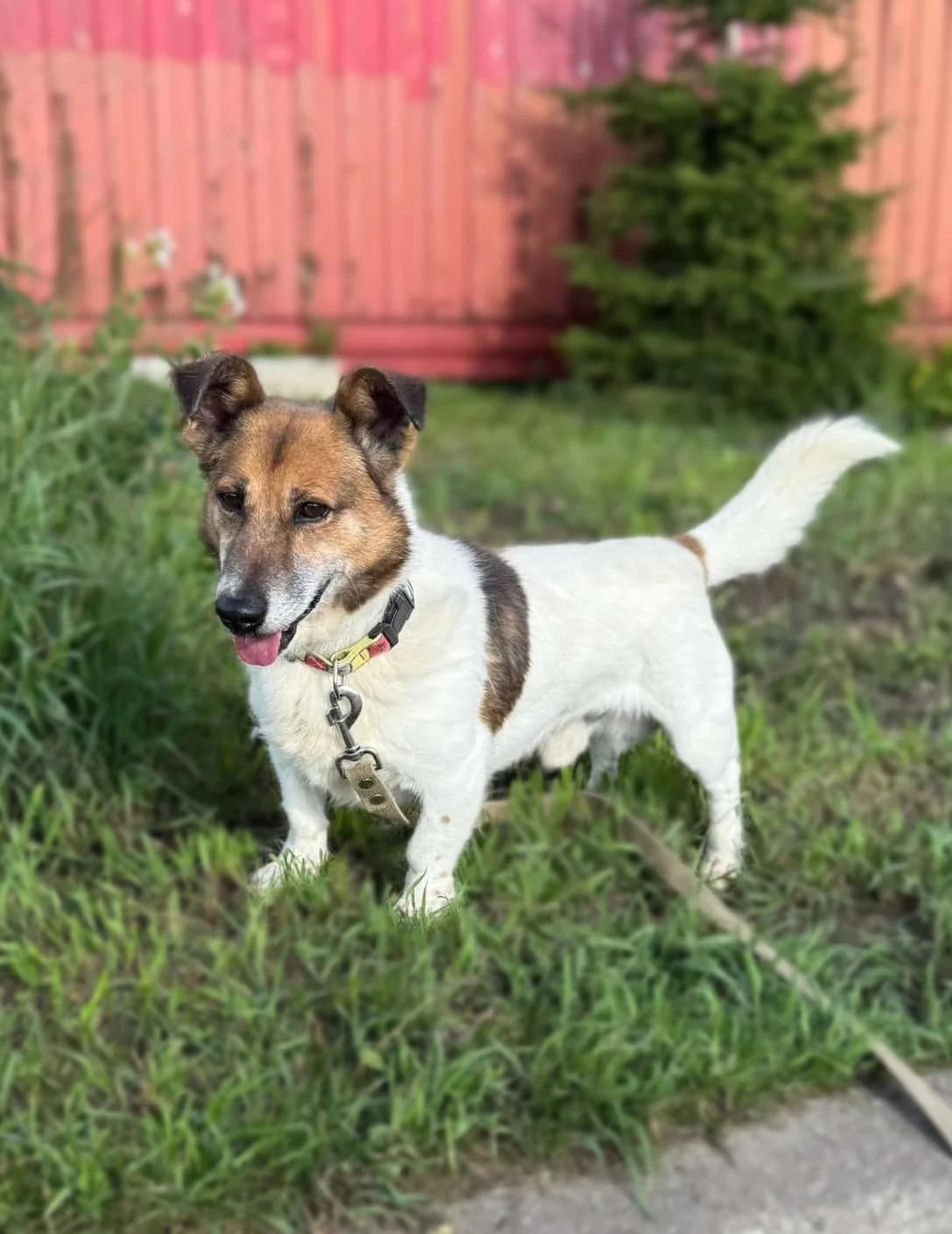 Nilsas, male 6yo Mixed Breed for adoption at Būk mano draugas