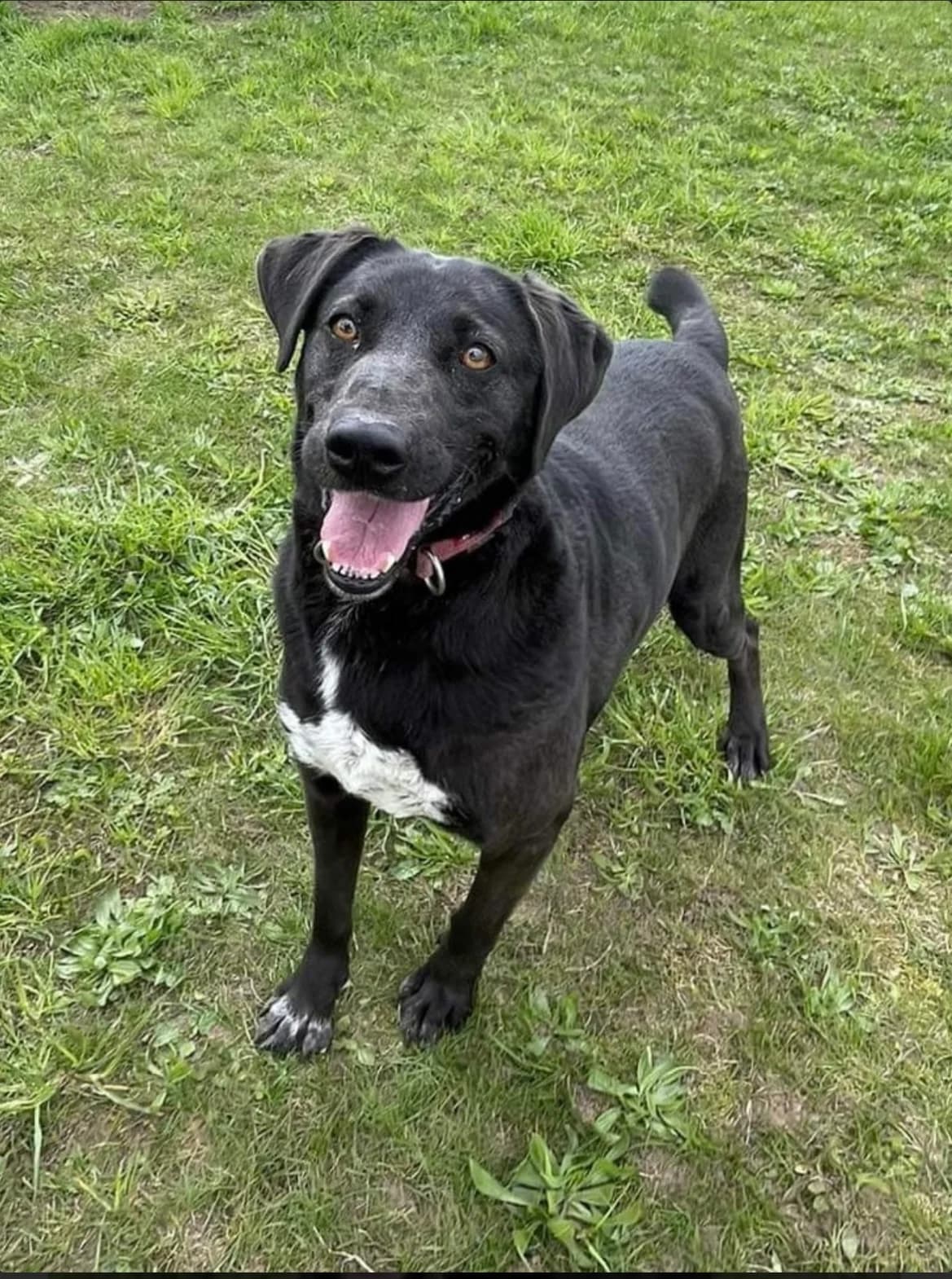 Pandora, Mixed Breed for adoption at Būk mano draugas