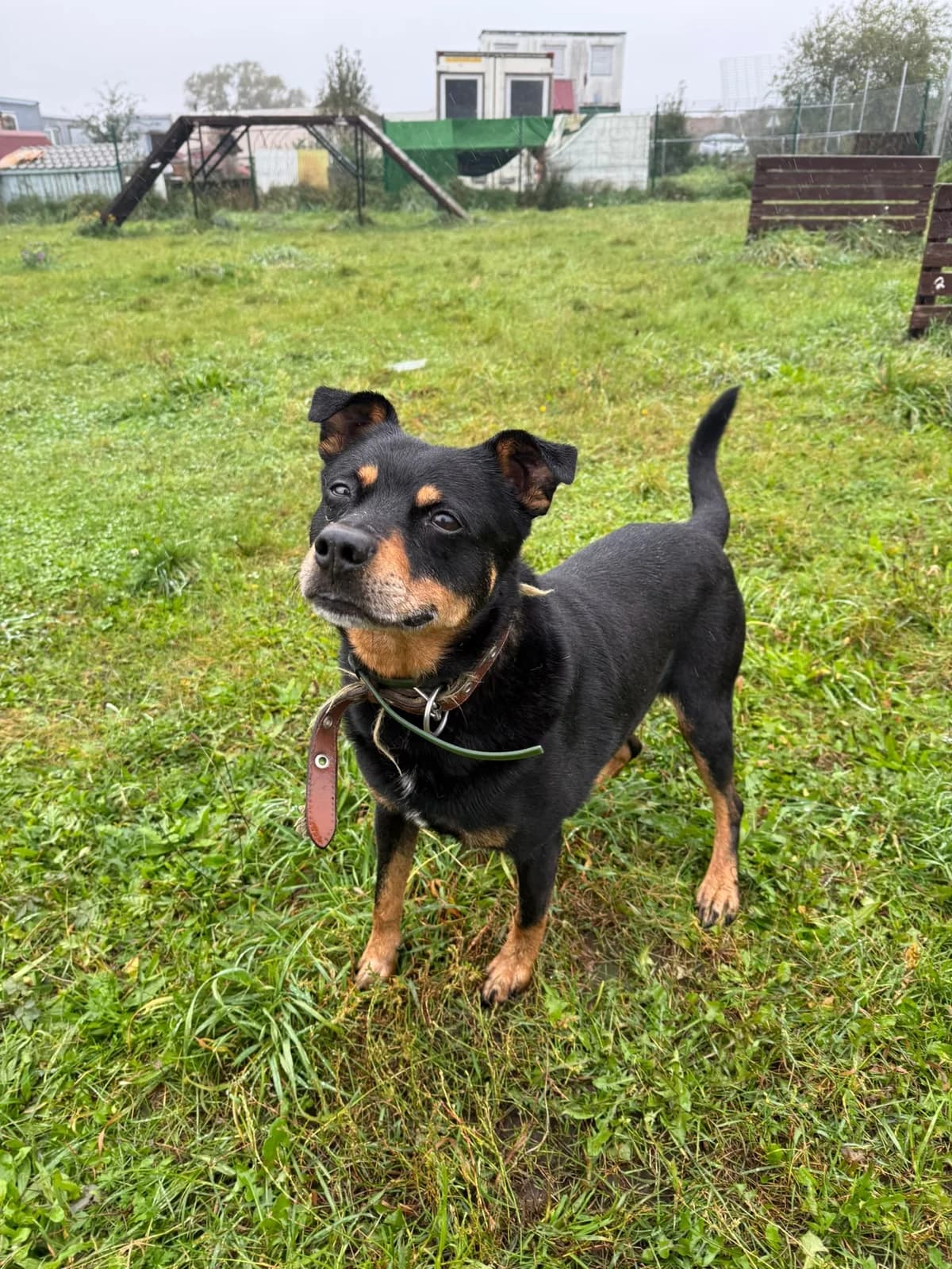 Pepsis, male 5yo Mixed Breed for adoption at Būk mano draugas