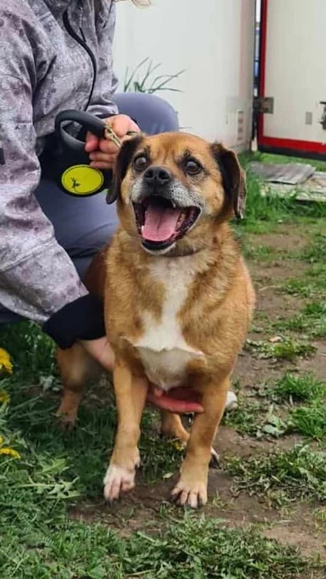 Railis, male 7yo Mixed Breed for adoption at Būk mano draugas
