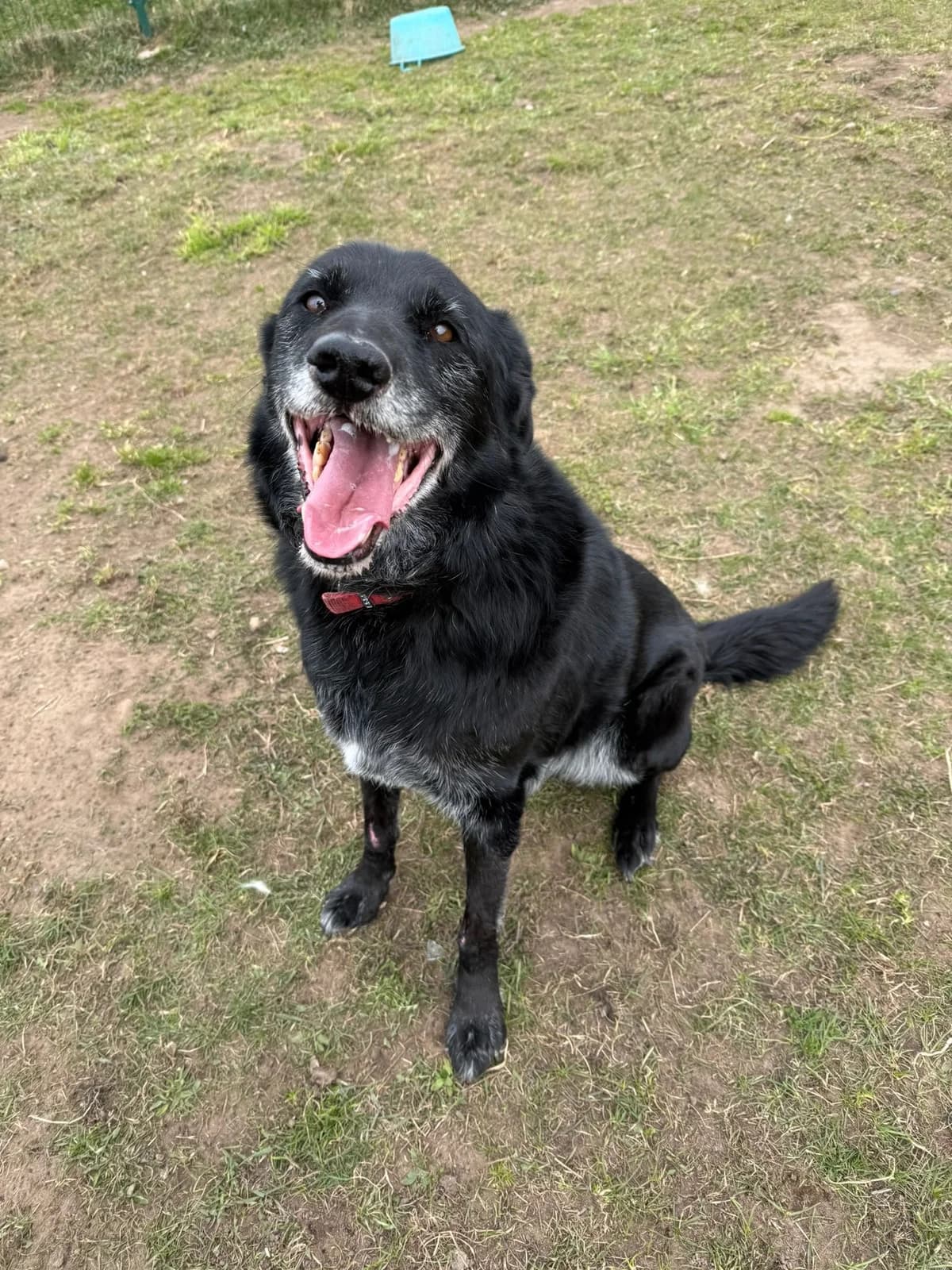 Ramutis, male Mixed Breed for adoption at Būk mano draugas