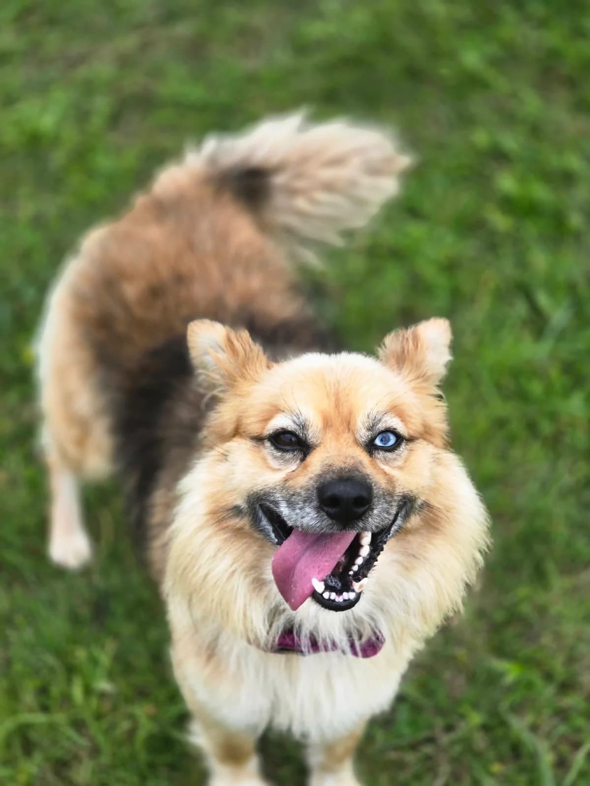 Rodžeriukas, male 3yo Mixed Breed for adoption at Būk mano draugas
