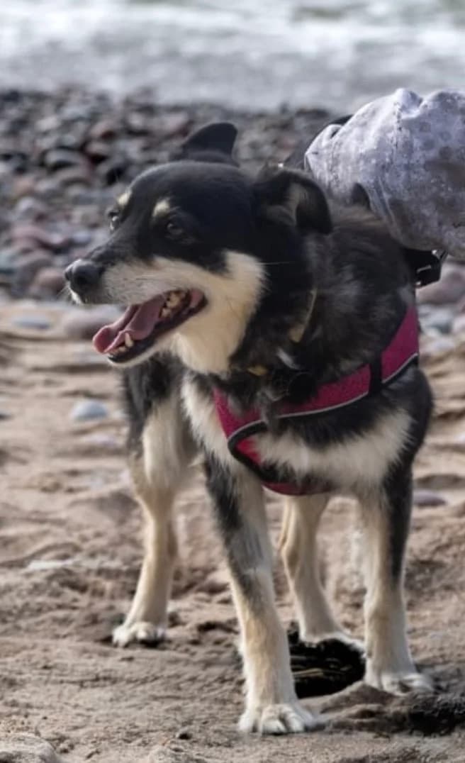 Sara, 6yo Mixed Breed for adoption at Būk mano draugas