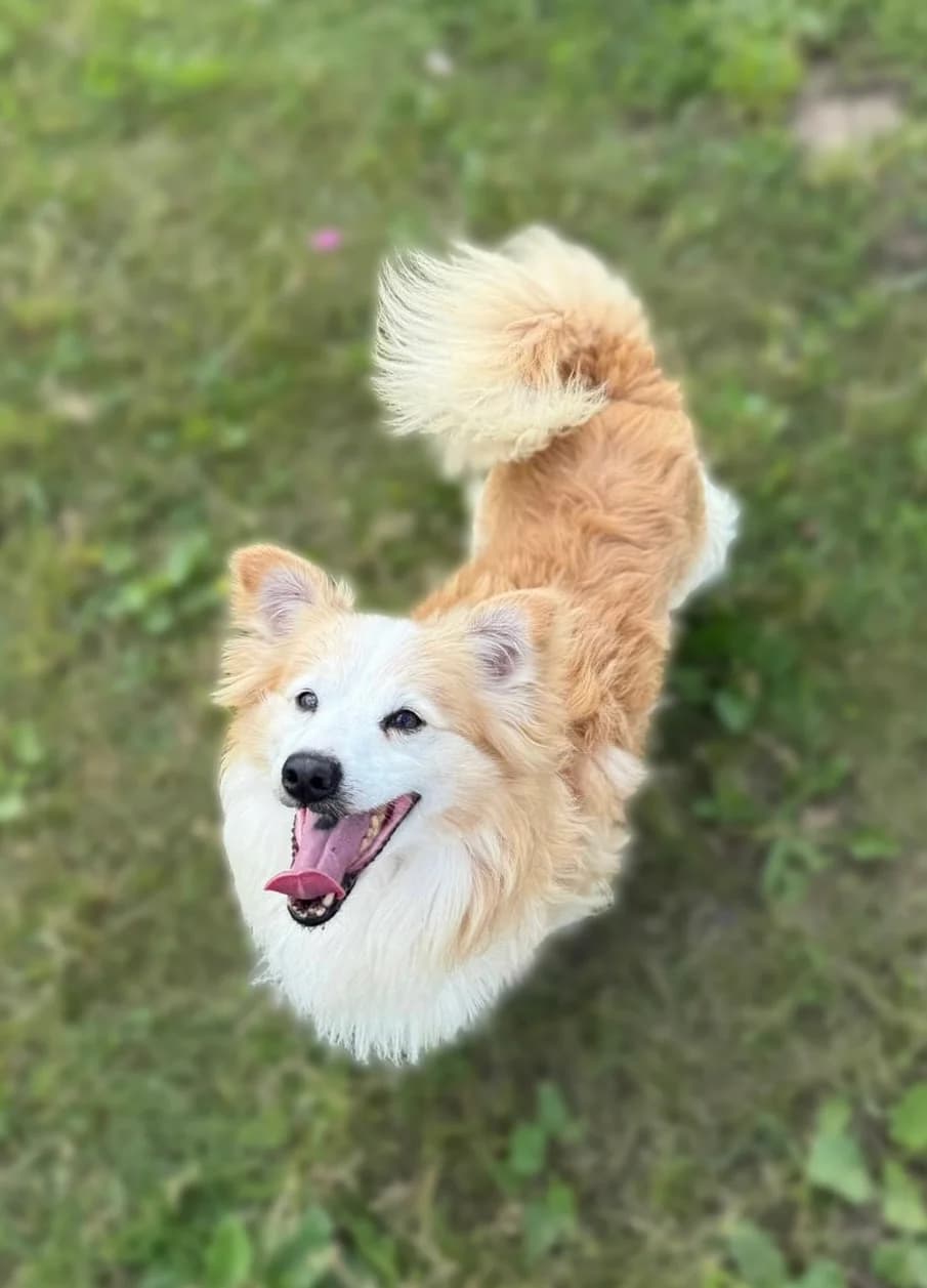 Sauliukas, male 5yo Mixed Breed for adoption at Būk mano draugas