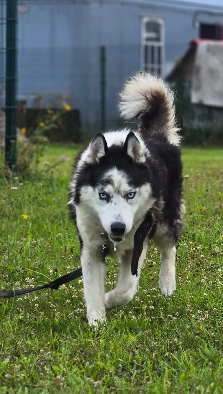 Žydrūnas, male Mixed Breed for adoption at Būk mano draugas