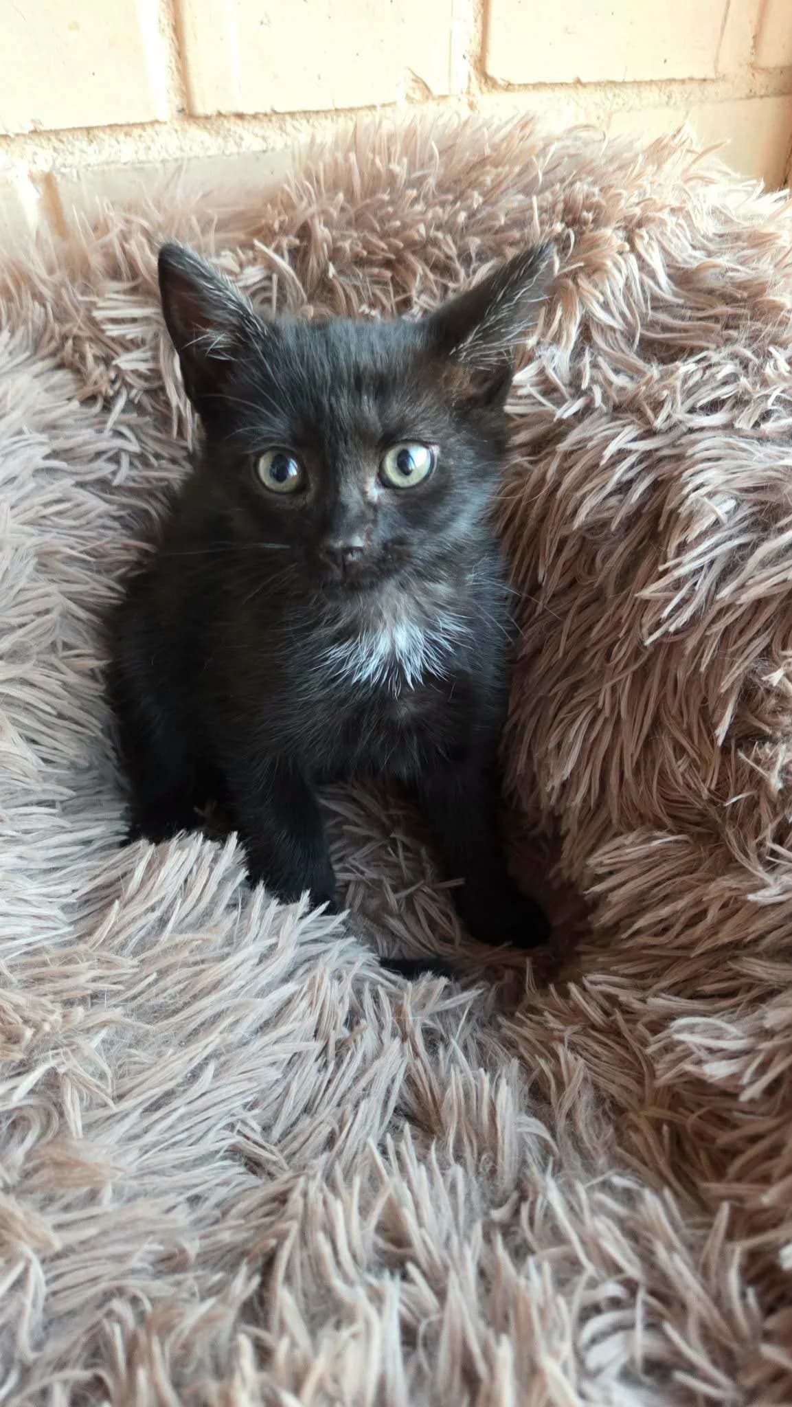 Baiba, female puppy Mixed Breed for adoption at Katino svajone