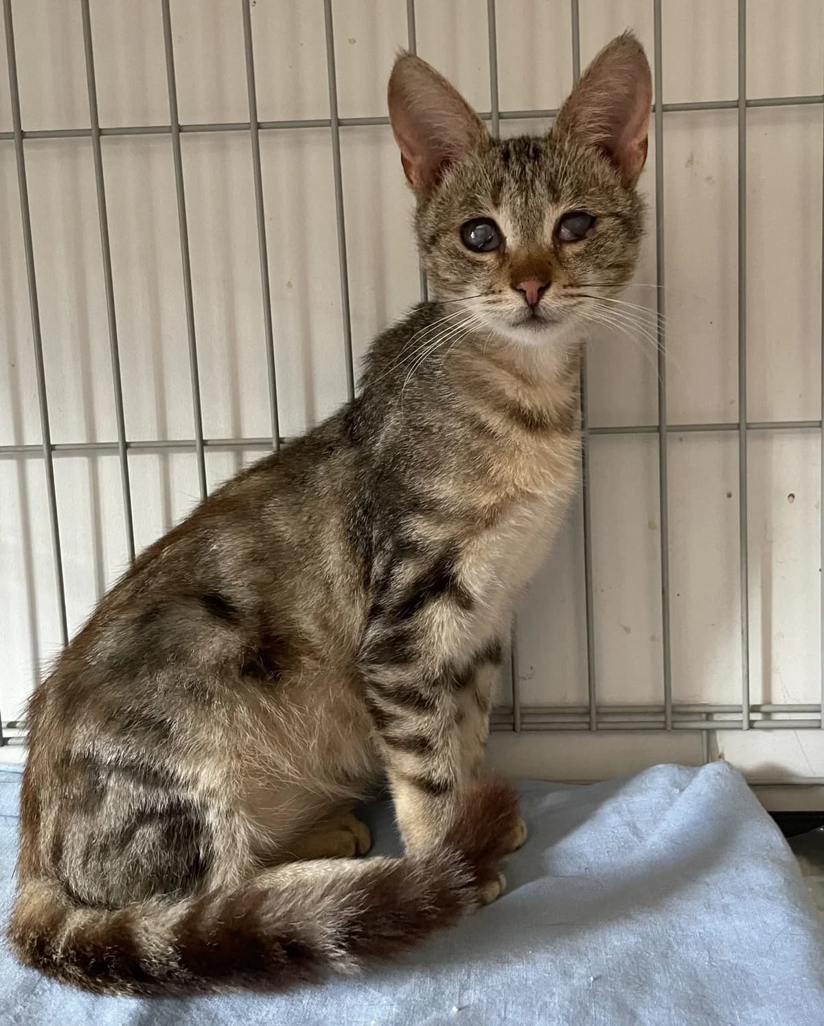Katinas, male young Mixed Breed for adoption at Katino svajone
