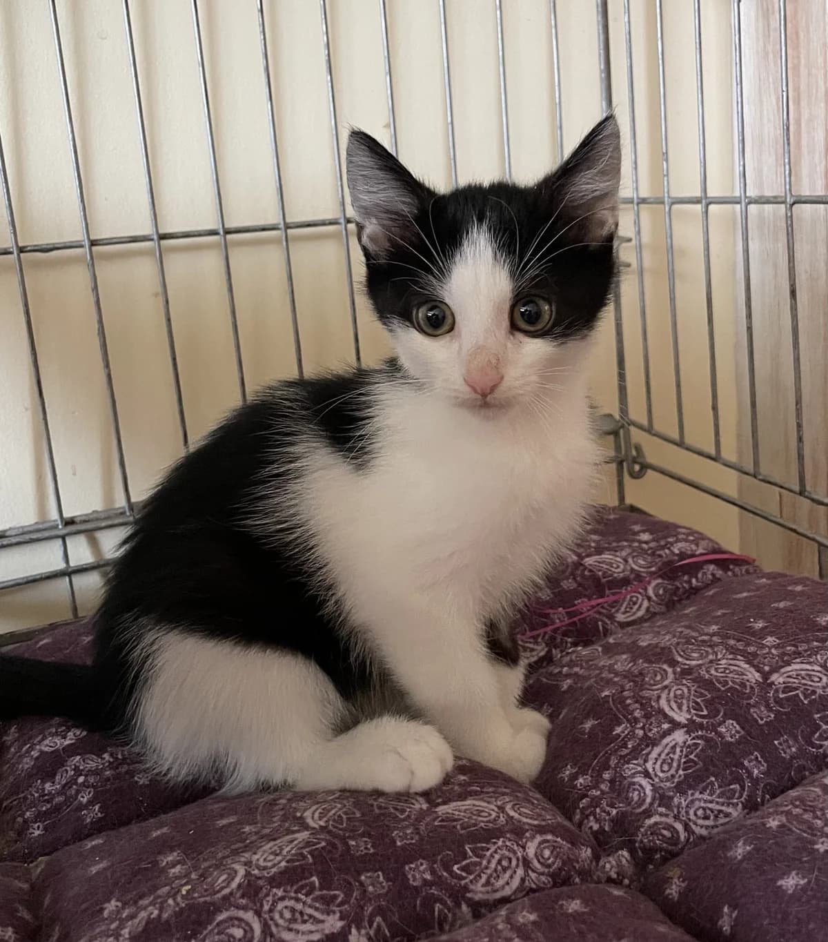 Barsukas, male puppy Mixed Breed for adoption at Katino svajone