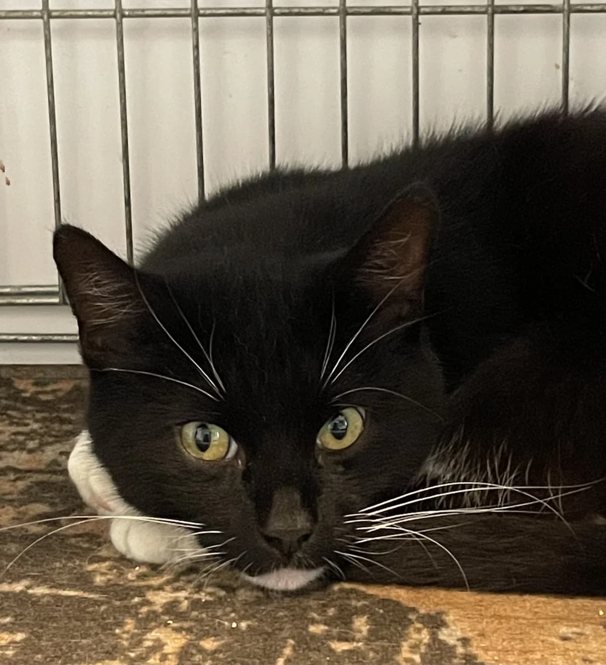 Leopoldas, male 5yo Mixed Breed for adoption at Katino svajone
