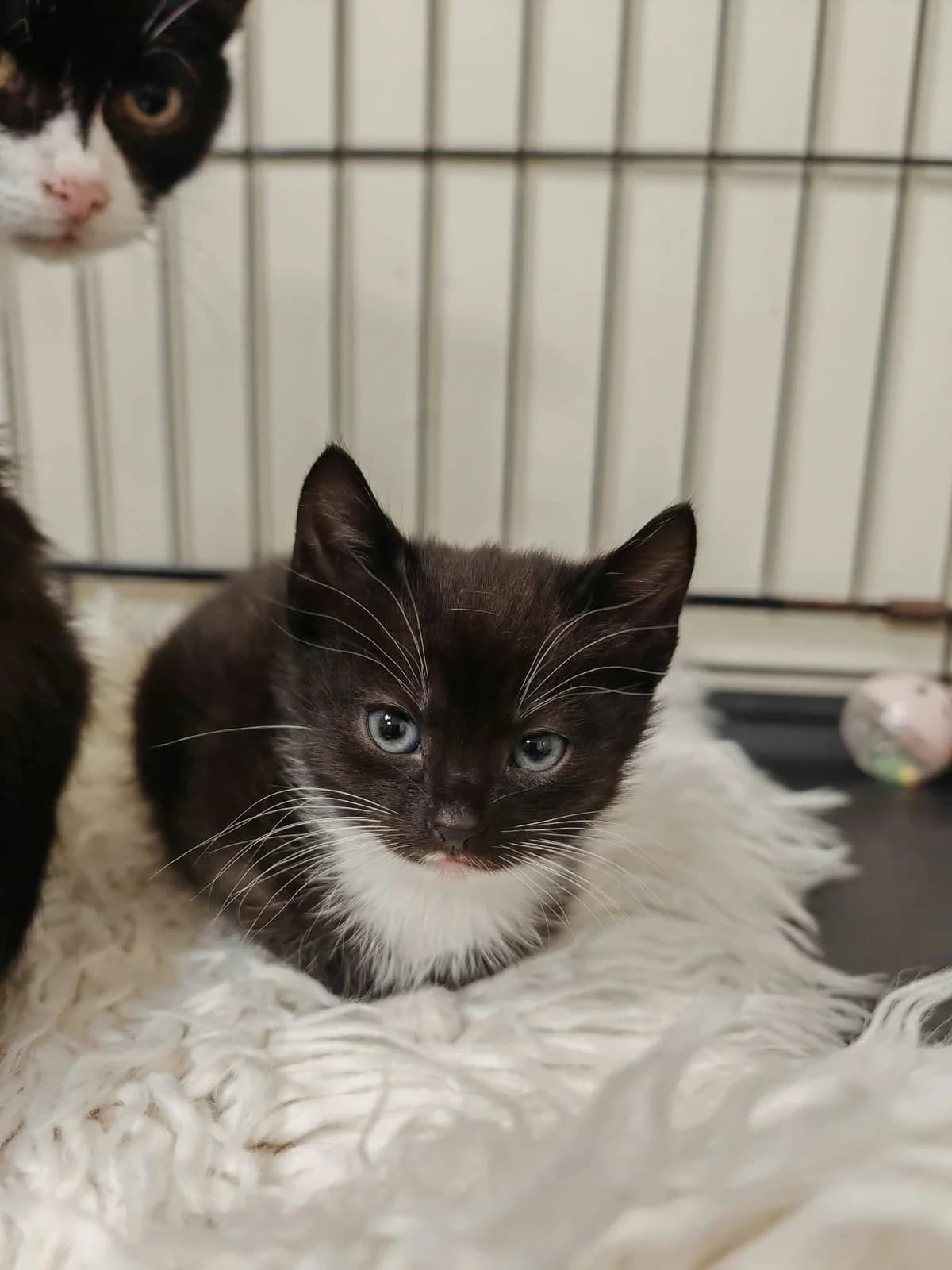 Akari, balta, juoda female mixed breed for adoption at Lesė gyvūnų globa