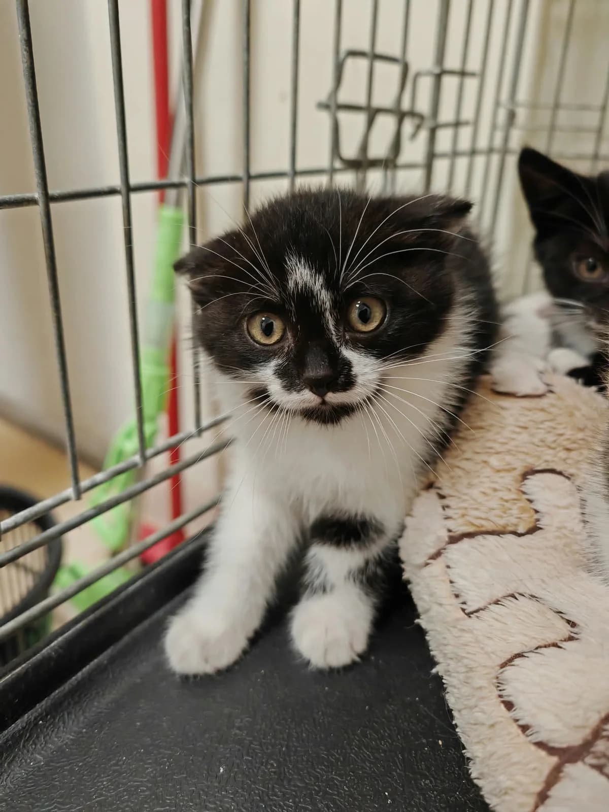 Gargamelis, balta, juoda mixed breed for adoption at Lesė gyvūnų globa