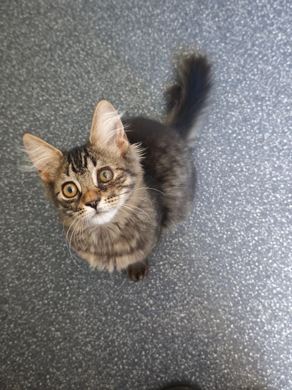 Barnis, Mixed Breed for adoption at Linksma uodegėlė, VšĮ