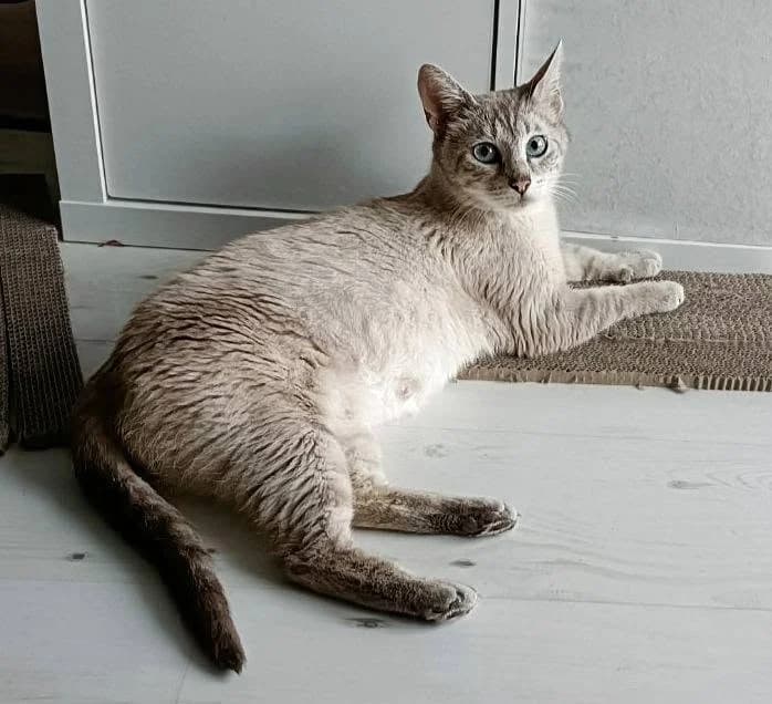 Veneta, 4yo Mixed Breed for adoption at Linksma uodegėlė, VšĮ