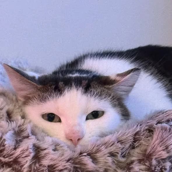 Viola, 3yo Mixed Breed for adoption at Linksma uodegėlė, VšĮ
