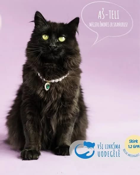 Teli, 3yo Mixed Breed for adoption at Linksma uodegėlė, VšĮ