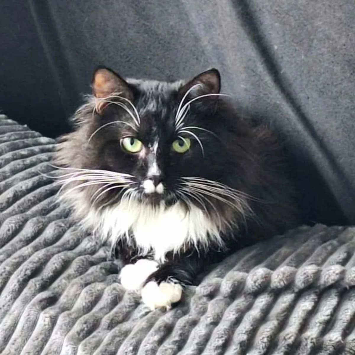 Bertas, 3yo Mixed Breed for adoption at Linksma uodegėlė, VšĮ
