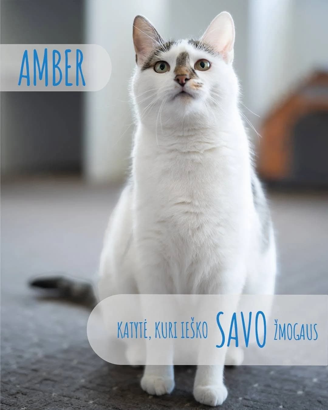 Amber, young Mixed Breed for adoption at Linksma uodegėlė, VšĮ