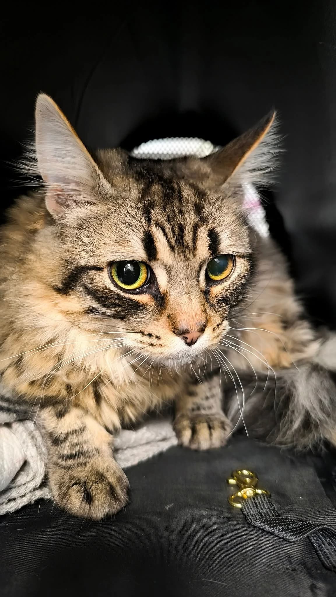 Stirniukas, young Mixed Breed for adoption at Linksma uodegėlė, VšĮ