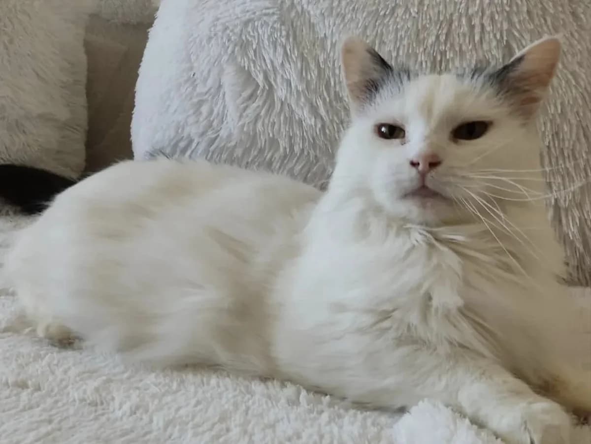 Snaigė, 6yo Mixed Breed for adoption at Linksma uodegėlė, VšĮ