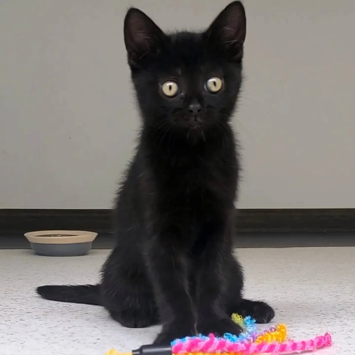 Antarė, Mixed Breed for adoption at Linksma uodegėlė, VšĮ