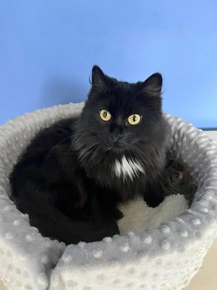 Šarli, 3yo Mixed Breed for adoption at Linksma uodegėlė, VšĮ