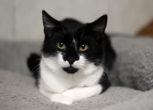 Verdis, male 3yo Mixed Breed for adoption at Linksmosios pėdutės