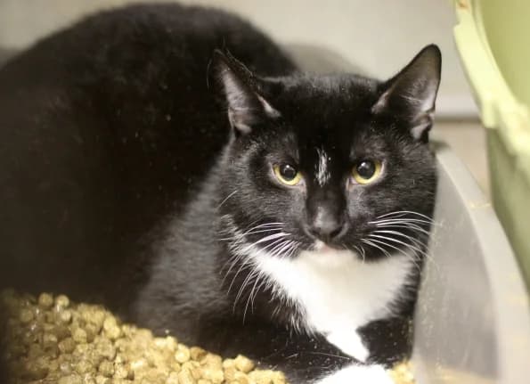 Tinubas, male 3yo Mixed Breed for adoption at Linksmosios pėdutės